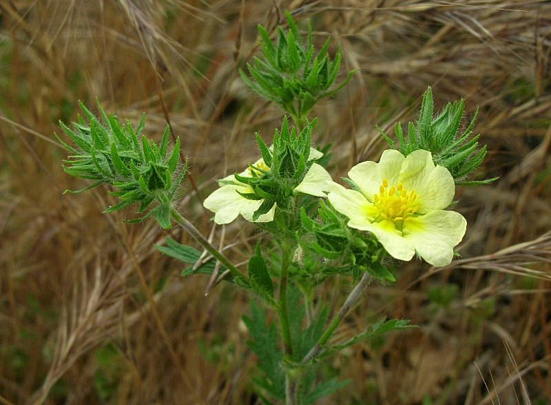 Potentilla recta / Cinquefoglia diritta